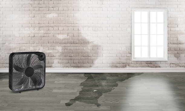 Best Water damage restoration near me  in Wellington, OH